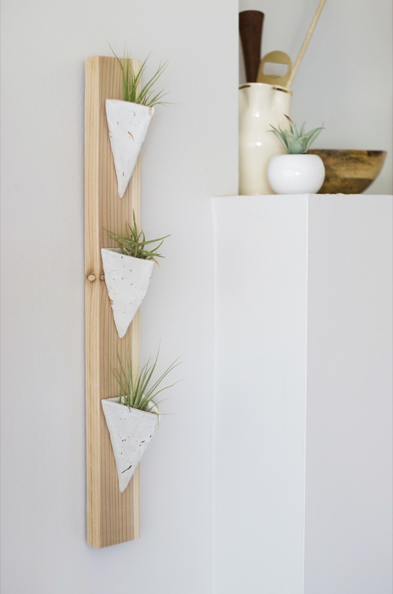 Make This!: Wall-mounted air plant holder