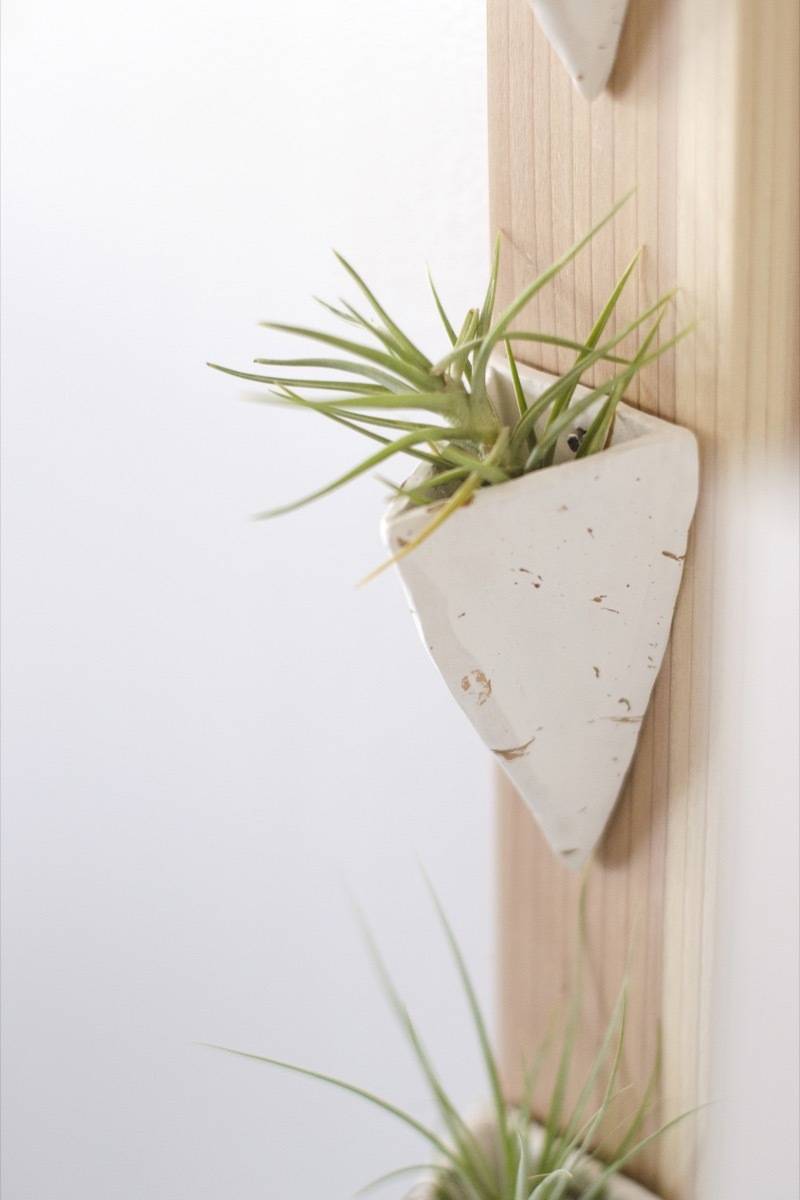 How to make a wall-mounted air plant holder