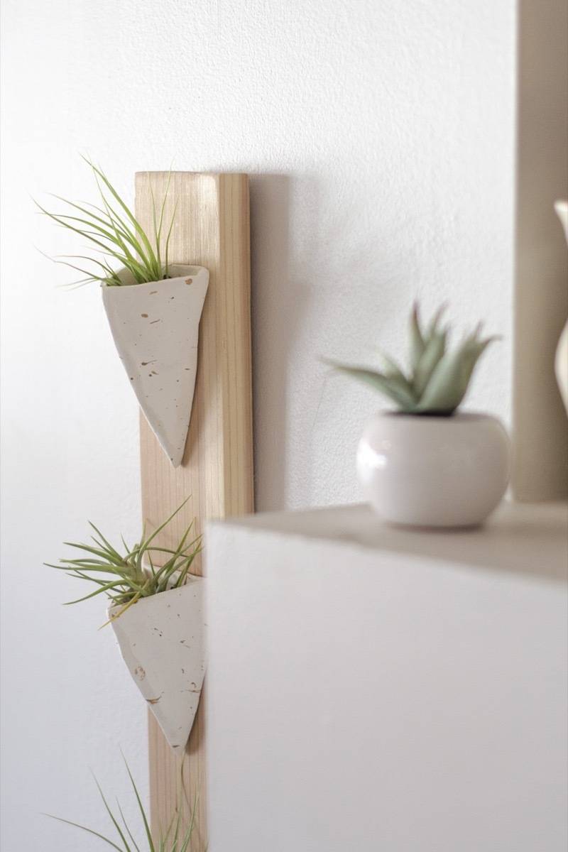 Detail shot of wall-mounted air plant holder