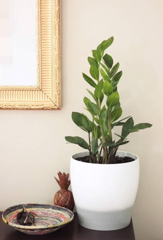 An indoor plant in a white planter.