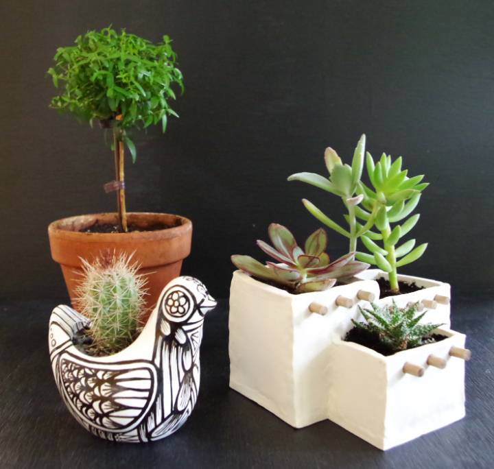 A cactus in a black and white chicken planter, a tiny tree in a clay pot and succulents in a southwestern style planter.