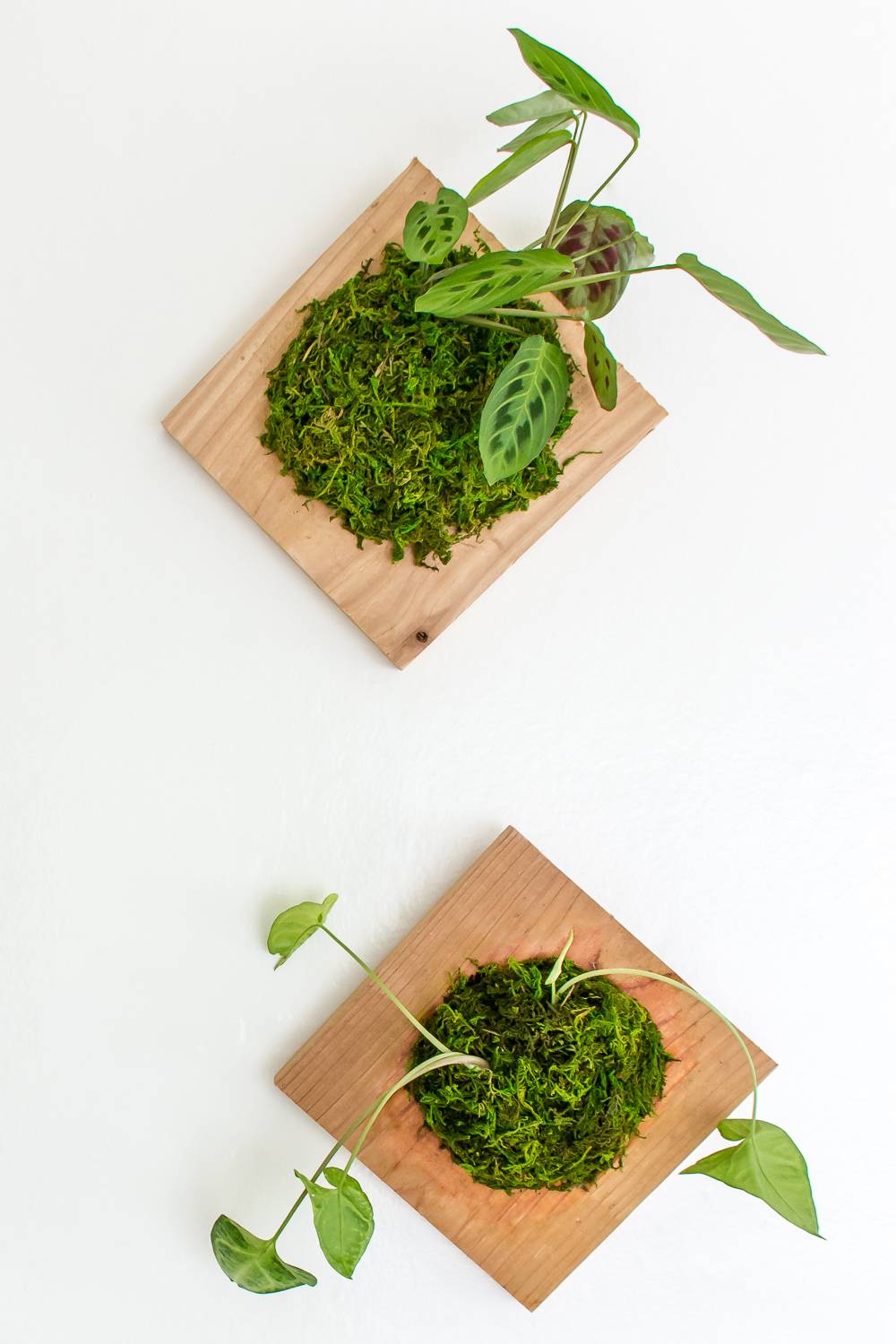 How to pot a wall-mounted plant