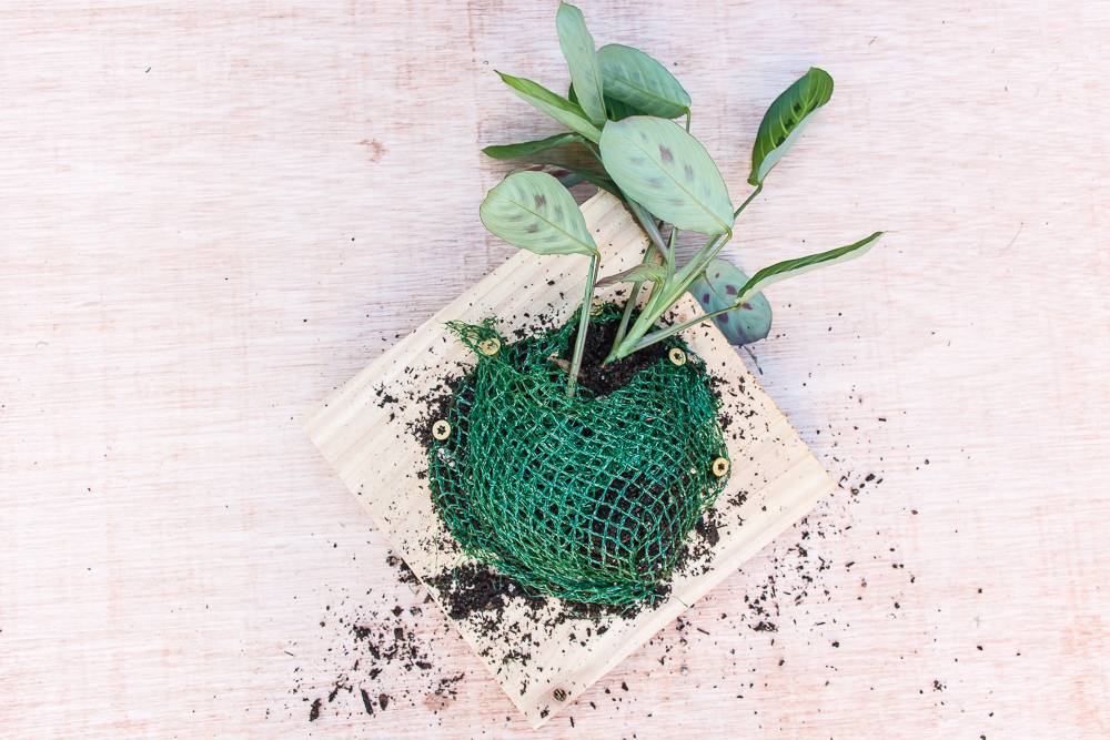 How to wall-mount plants to create a vertical garden.