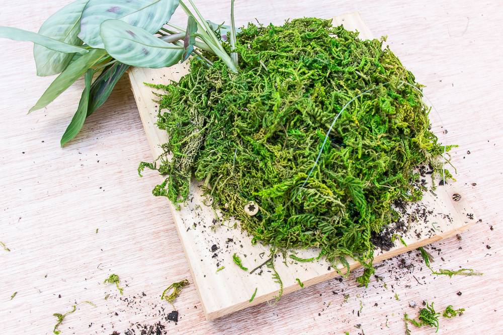 How to wall-mount plants to create a vertical garden.