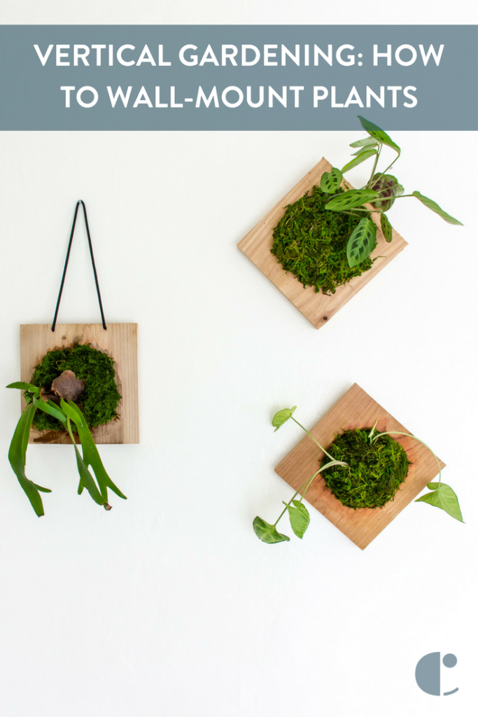 Vertical Gardening: How to Wall-Mount Plants and Make Every Room Better ...