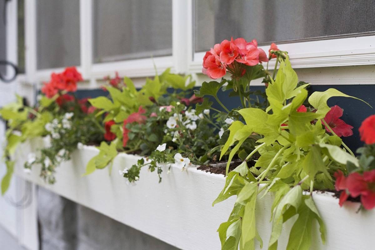 62 DIY Projects to Transform Your Backyard: Window boxes