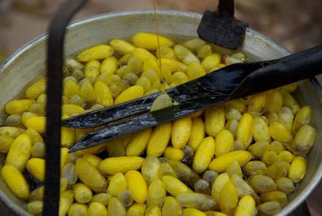 Silk-thread-extraction