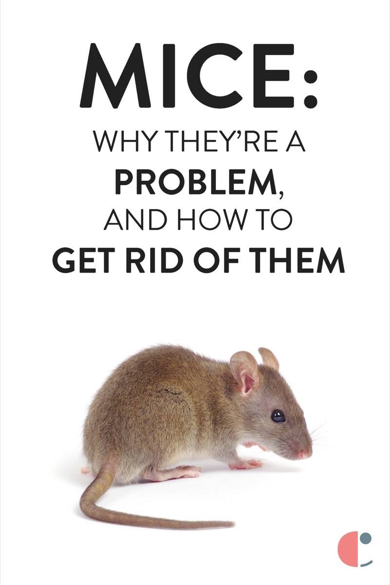 How to get rid of mice