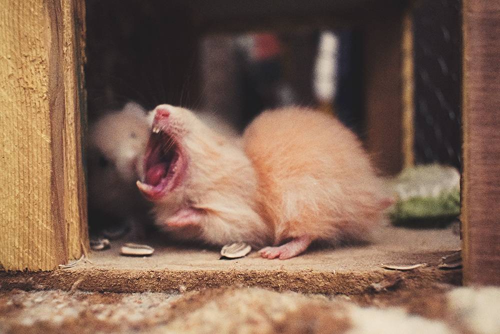 Mouse showing sharp teeth