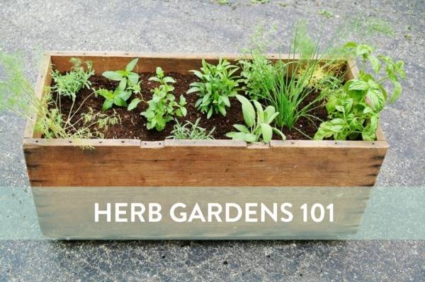 Herb garden 101