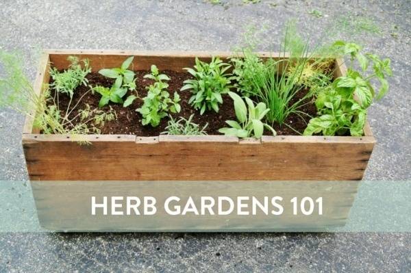 Herb 101