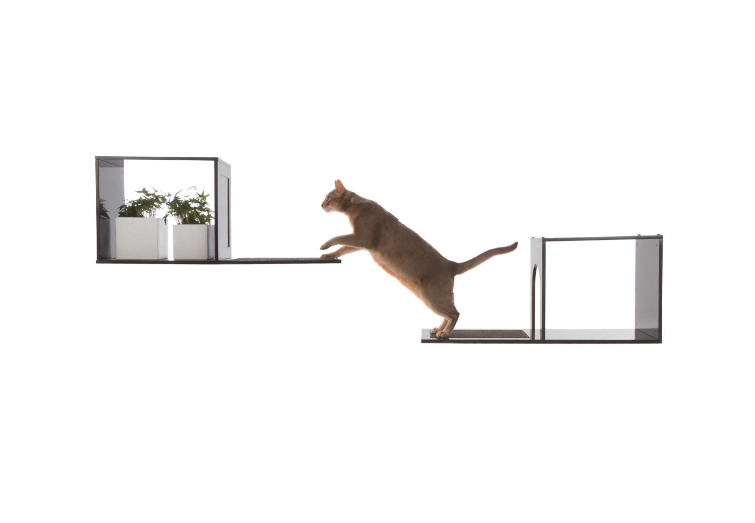 wall-mounted cat shelves