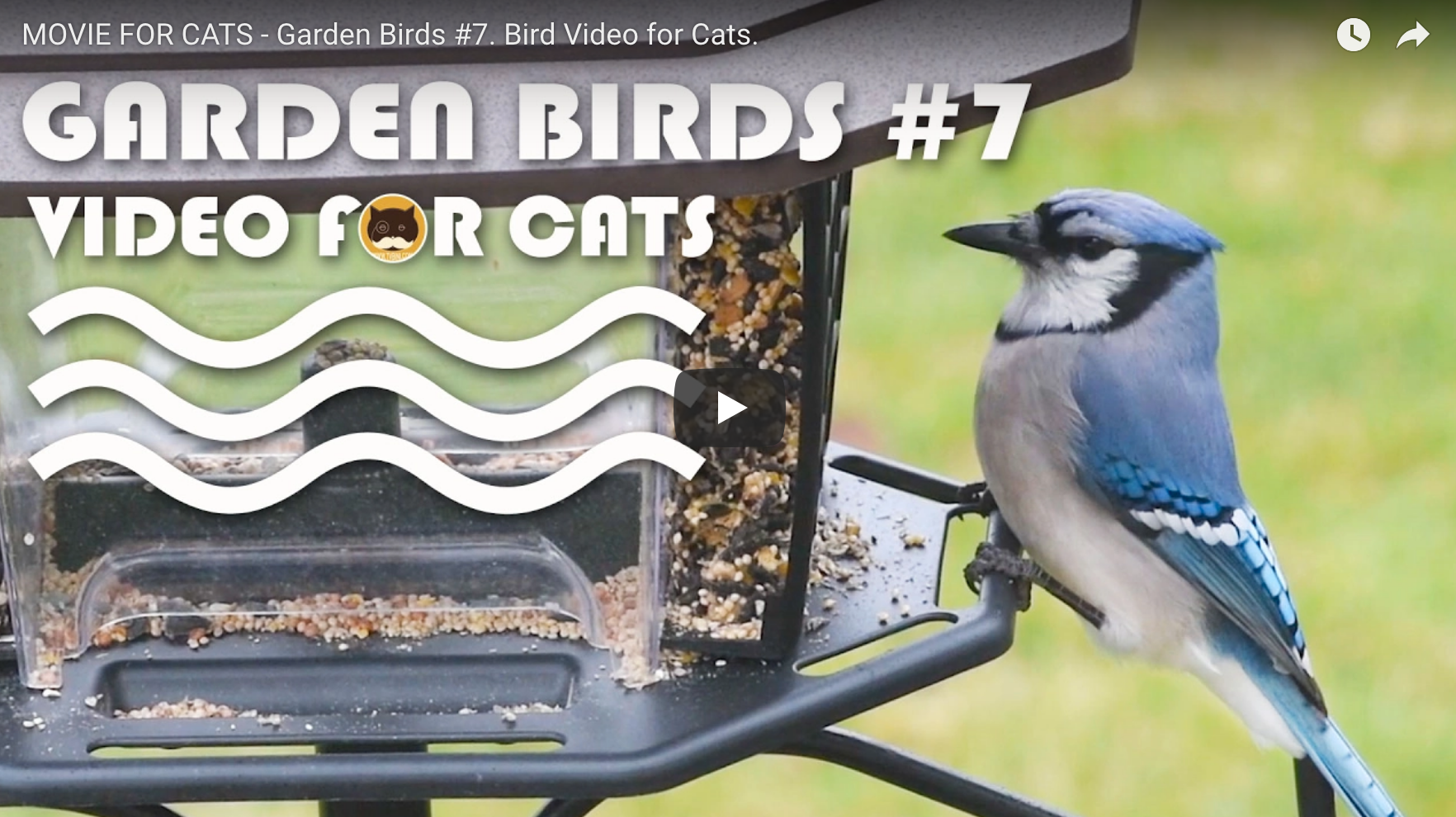 garden birds video