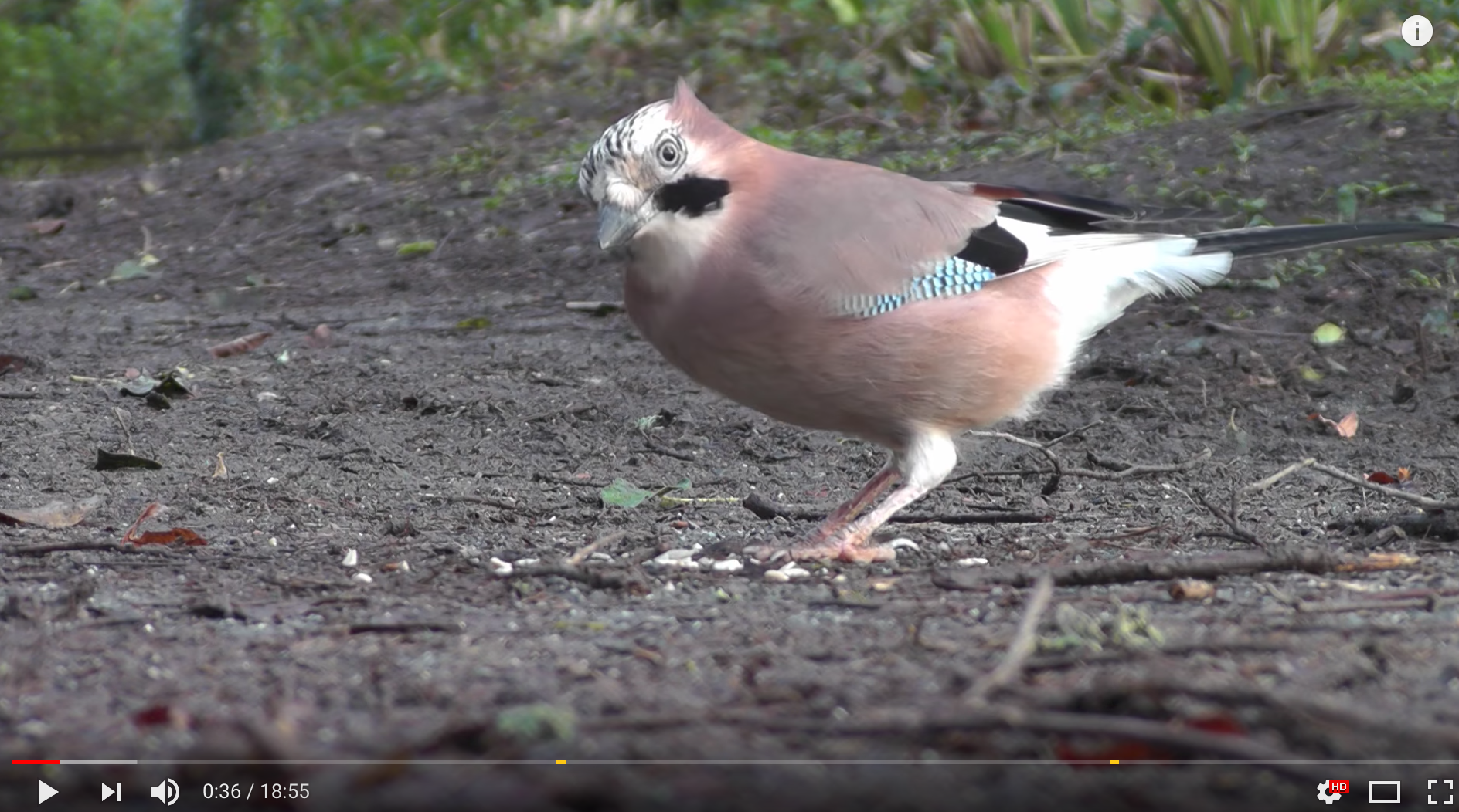 ultimate bird video