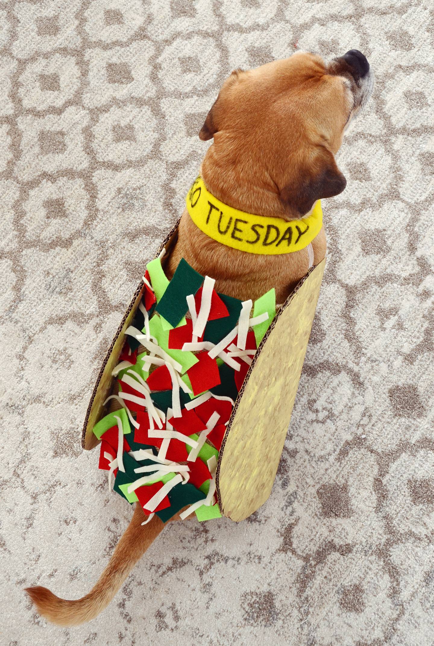 Halloween DIY: Make a Taco Tuesday Dog Costume