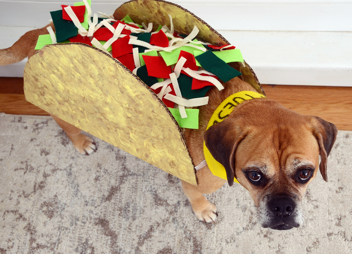 Halloween DIY: Make a Taco Tuesday Dog Costume