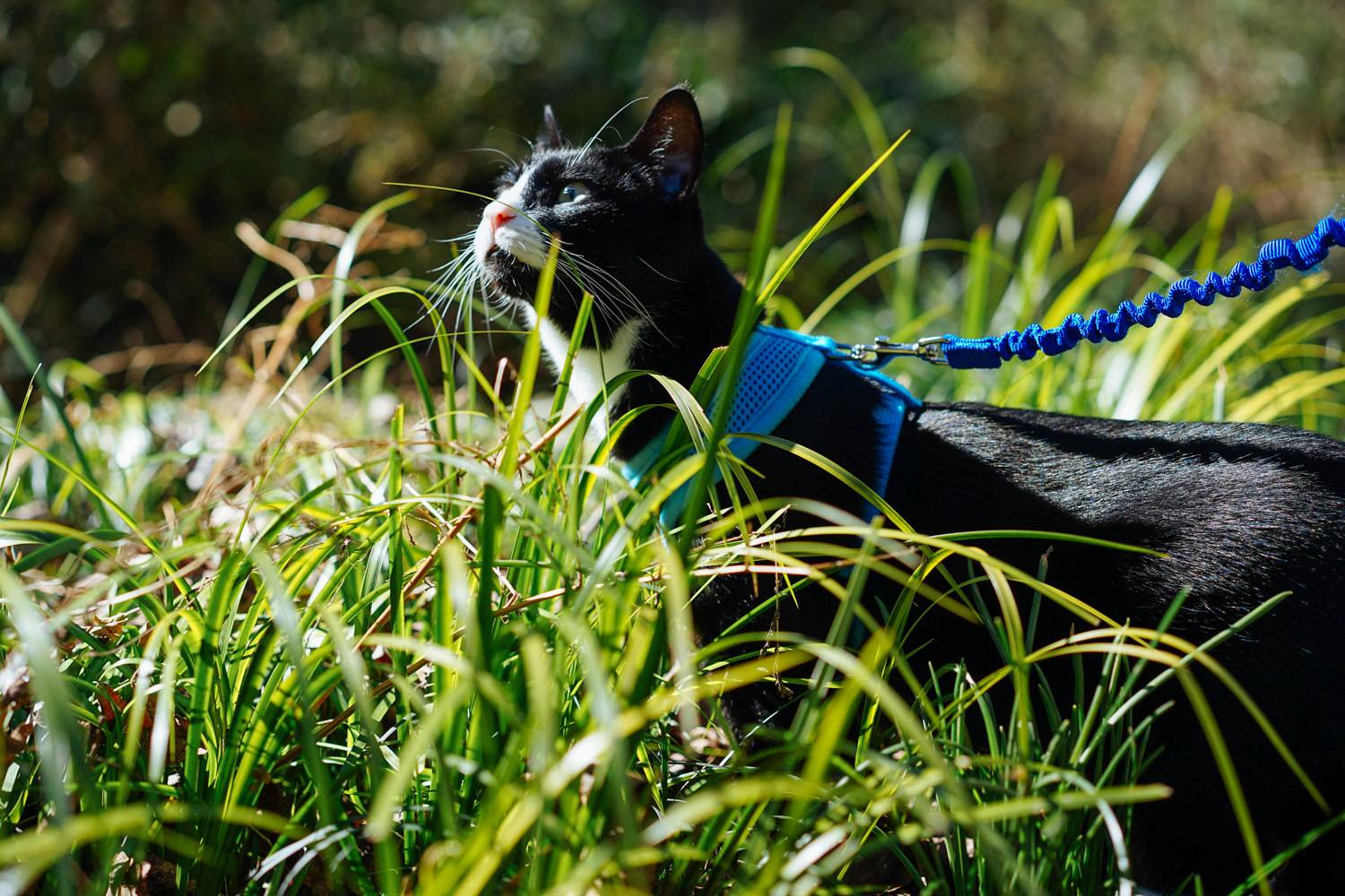 Leash Training Tips via Adventure Cats