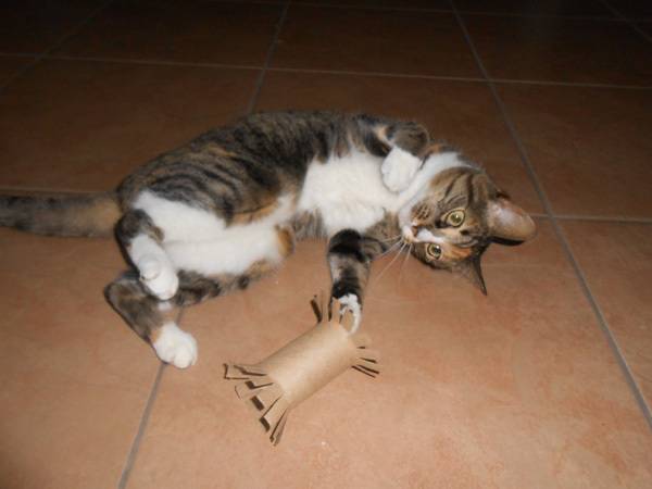 make cat toys with toilet paper rolls