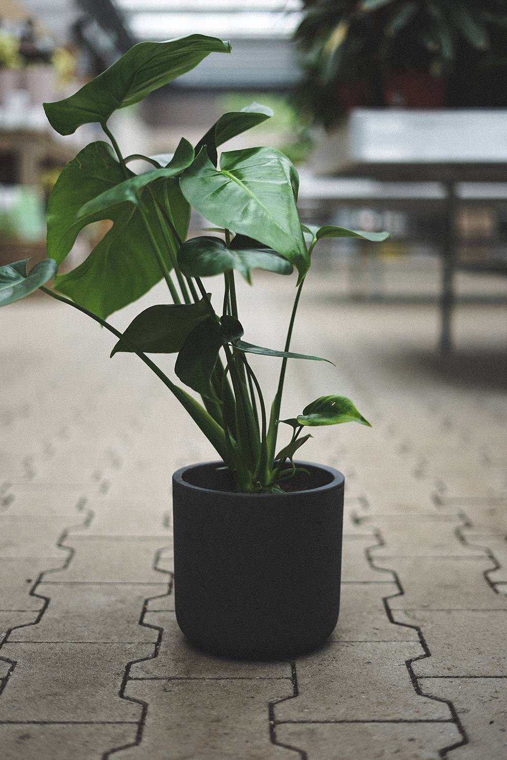 Fall chores: Bring in plants