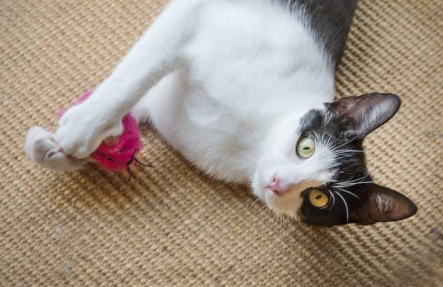 Cat playing with ball