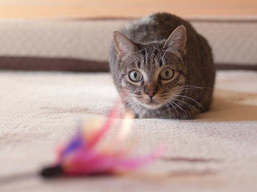 Cat hunting feather toy