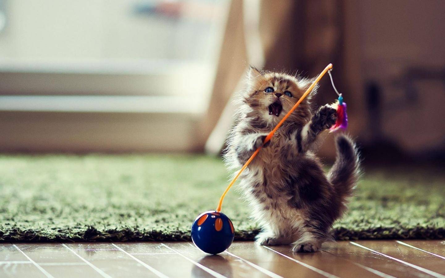 kitten playing with feather