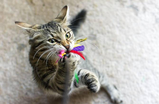 cat playing with feather