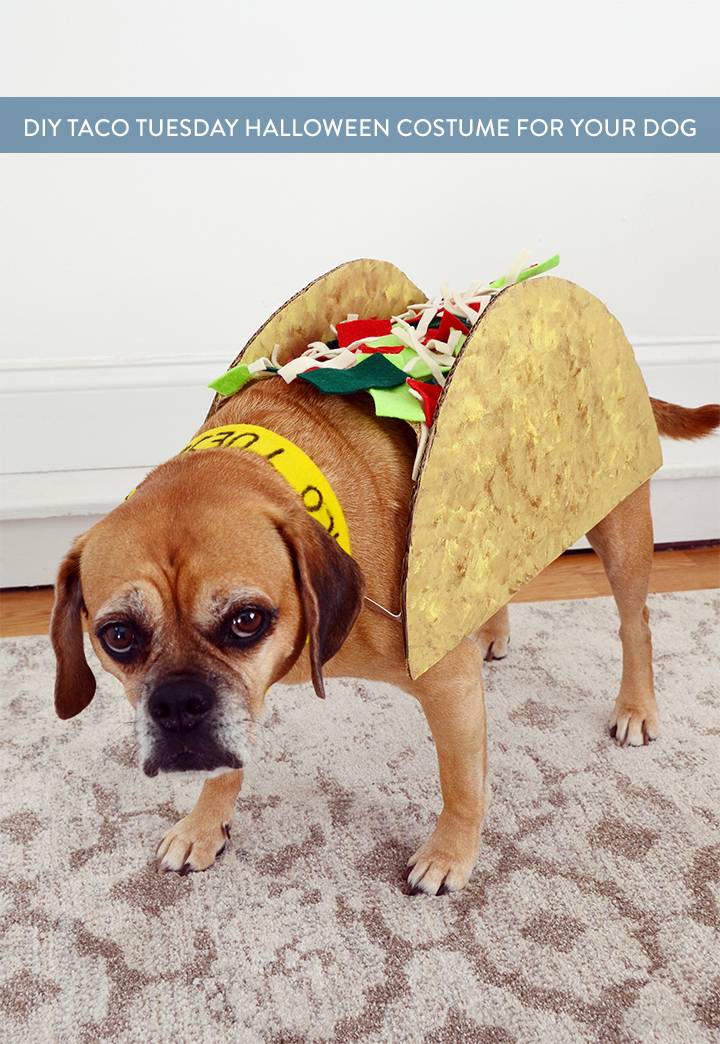 Halloween DIY: Make a Taco Tuesday Dog Costume