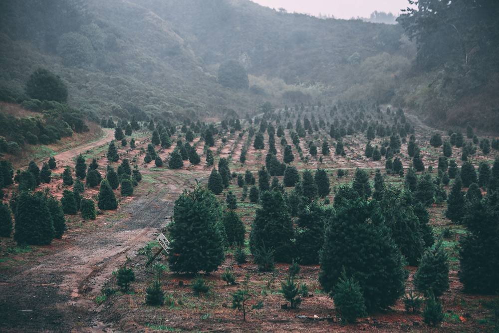 A Christmas tree farm