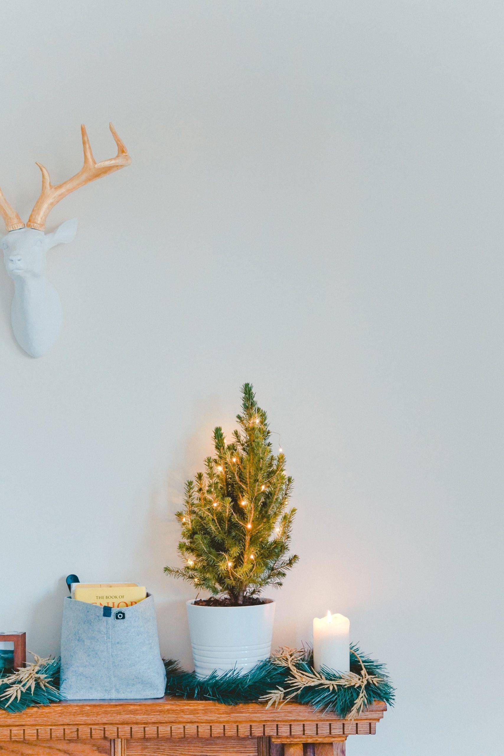 Tabletop mini living Christmas tree