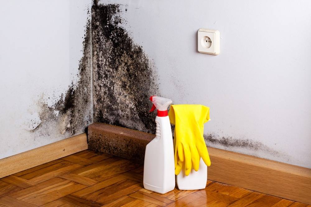 the corner of a room is covered in lots of mold with a spray bottle and gloves in front