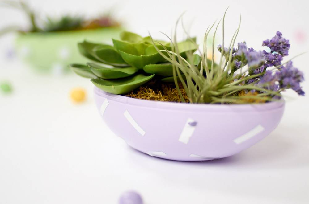 Small purple bowl with succulents and flowers growing inside.