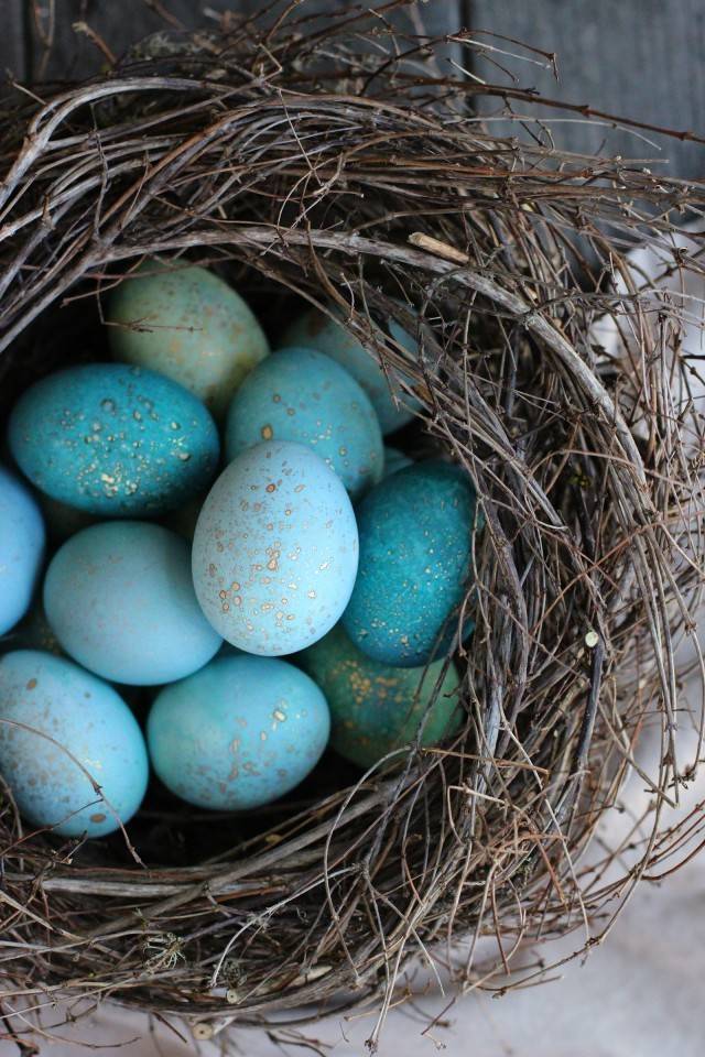 dyed robin's eggs