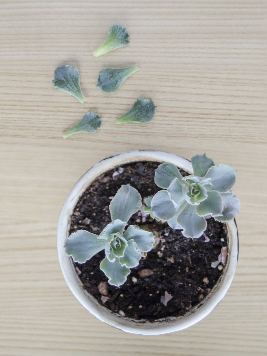 How to regrow succulents | Step 1: Pull off existing leaves