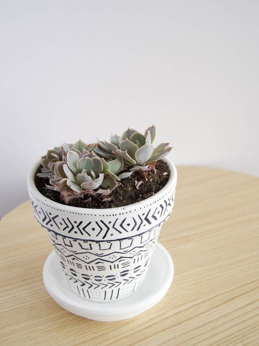 How to regrow succulent plants | Step 7: Patience