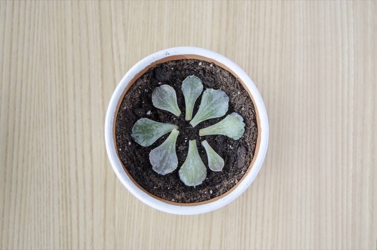 How to regrow succulents | Step 3: Pot the dried leaves