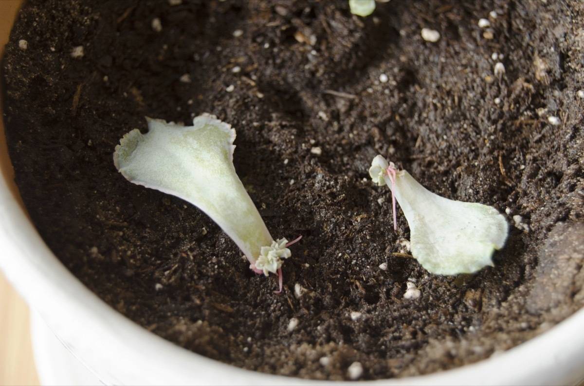 How to regrow succulents | Step 4: Keep moist, sunny, and let grow!