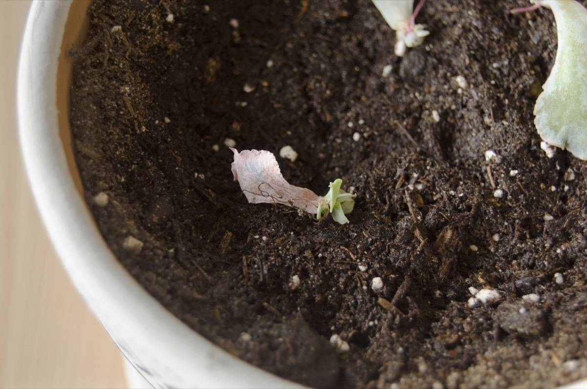 How to regrow succulents | Step 5: Watch and wait!