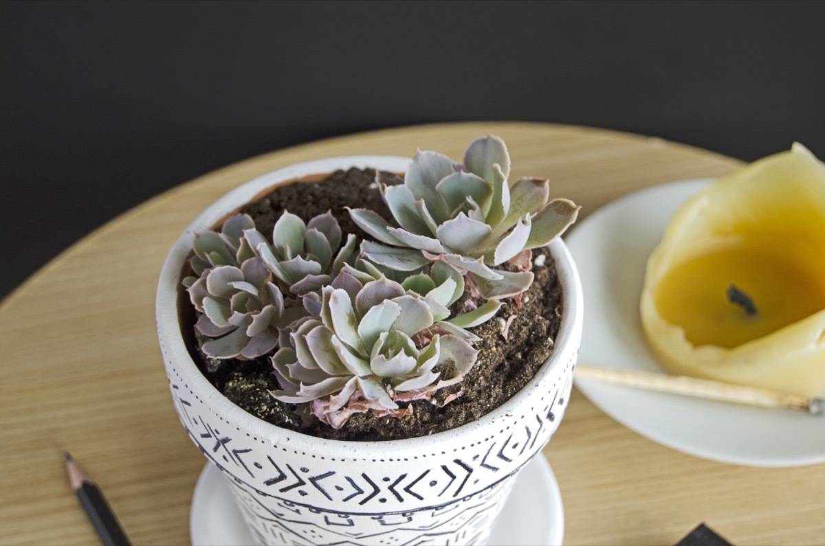 Don't have a green thumb? No problem! Fool-proof method for multiplying your succulent collection