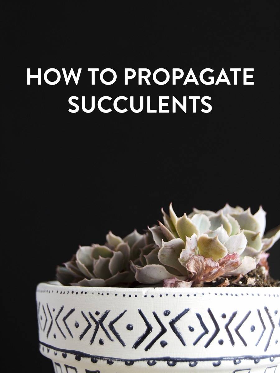 How to propagate succulents: no green thumb needed!