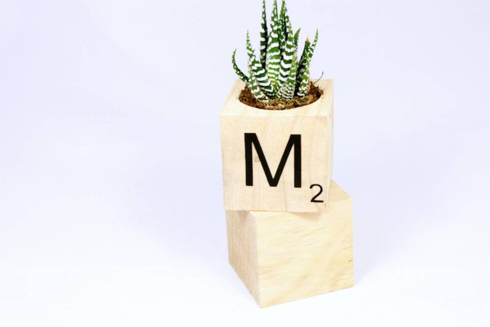 A block planter with a cactus in it and a capital M and a smal number two on the side.