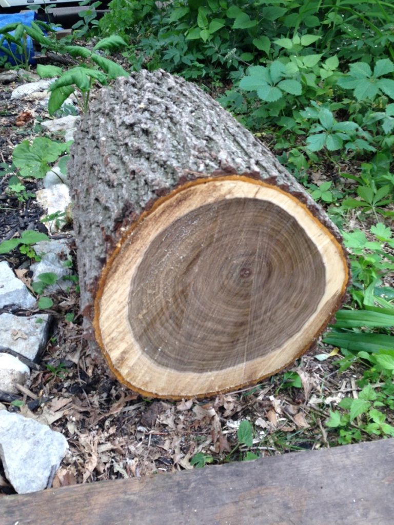 A Walnut Tree Stump Side Table The Easy Way Curbly