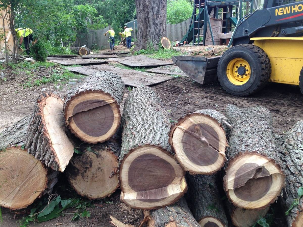Freshly cut logs in a pile.