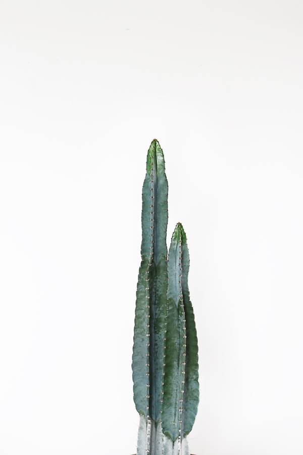 Euphorbia - houseplant