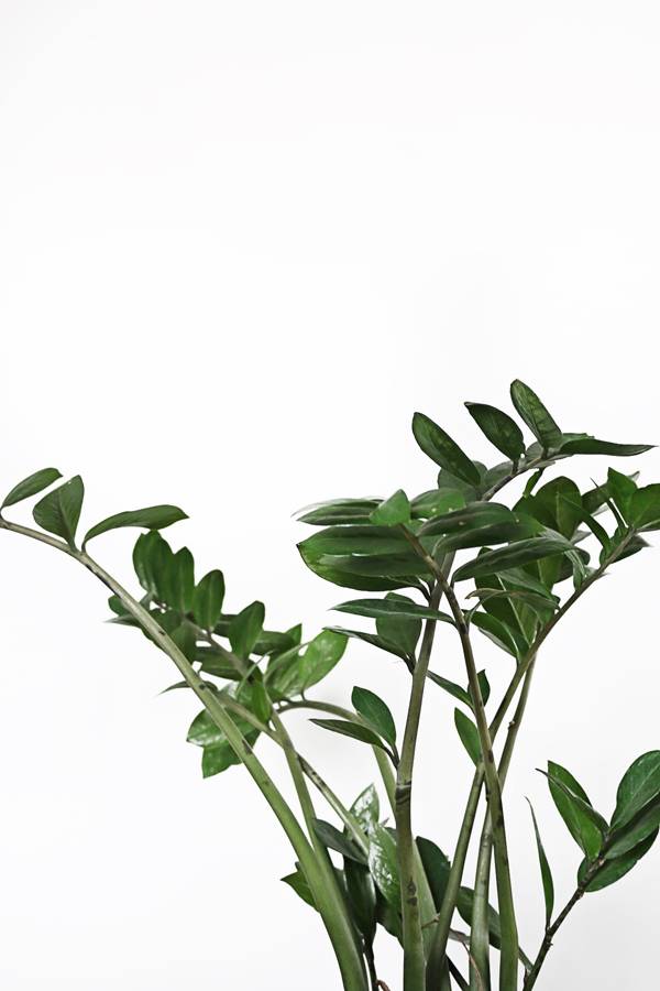 We Guarantee You Won't Kill These 10 Houseplants