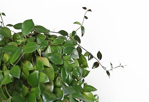 We Guarantee You Won't Kill These 10 Houseplants