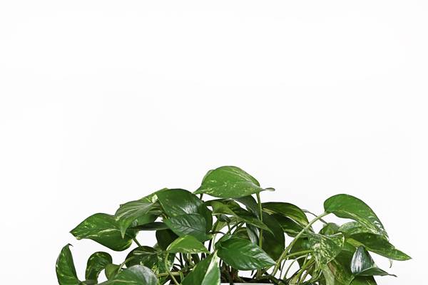 We Guarantee You Won't Kill These 10 Houseplants