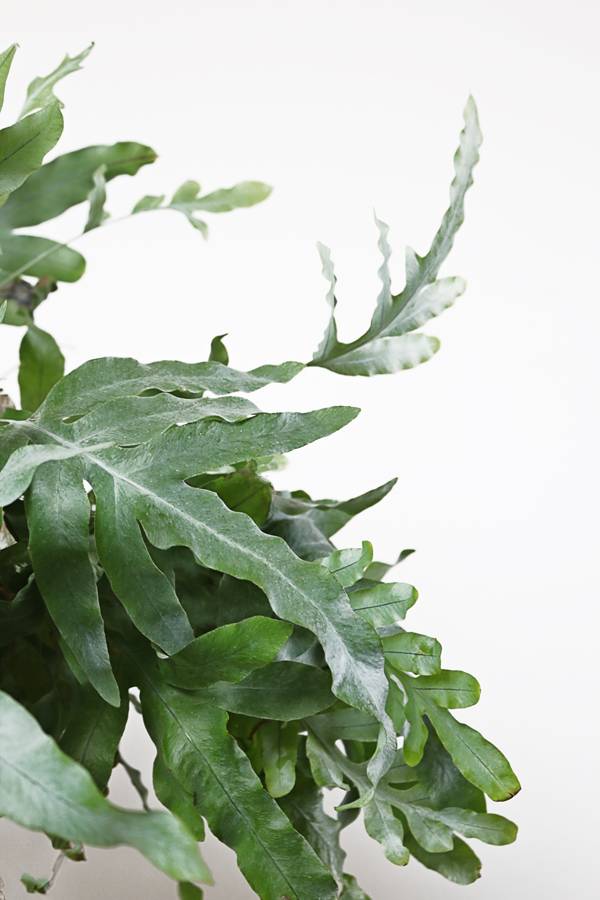 We Guarantee You Won't Kill These 10 Houseplants