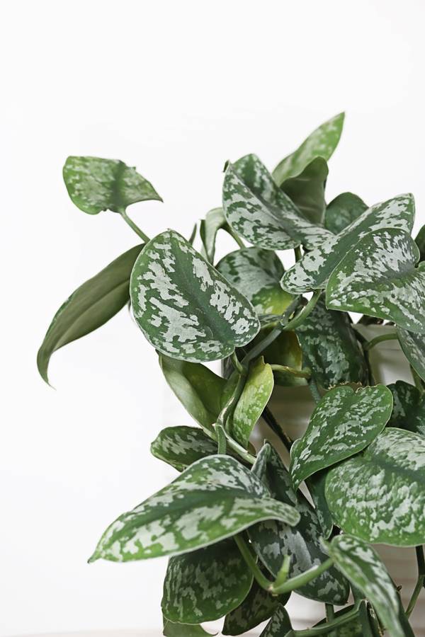 We Guarantee You Won't Kill These 10 Houseplants
