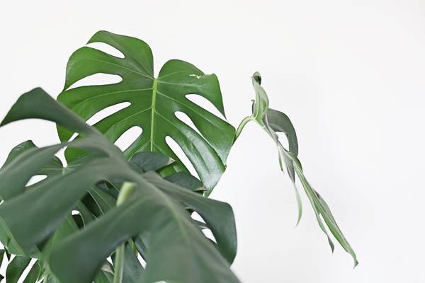 We Guarantee You Won't Kill These 10 Houseplants